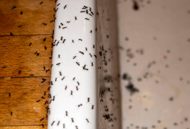 Best Cockroach Control Services  in Portsmouth, OH